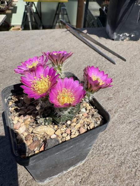 Echinocereus pulchellus v. acanthosetus